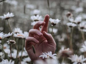 Preview wallpaper hand, daisies, wildflowers, grass