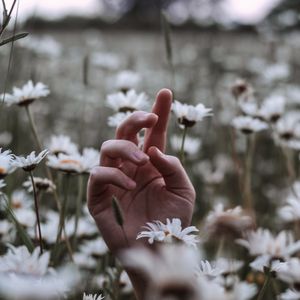 Preview wallpaper hand, daisies, wildflowers, grass