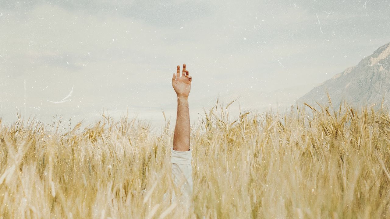 Wallpaper hand, ears, field, sky