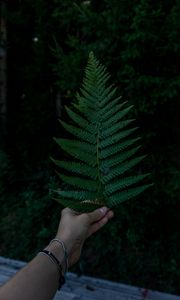 Preview wallpaper hand, fern, leaf, green