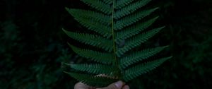 Preview wallpaper hand, fern, leaf, green