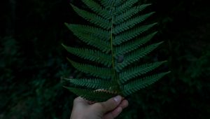 Preview wallpaper hand, fern, leaf, green