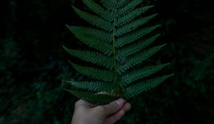 Preview wallpaper hand, fern, leaf, green