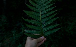 Preview wallpaper hand, fern, leaf, green