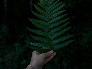 Preview wallpaper hand, fern, leaf, green