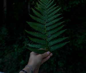 Preview wallpaper hand, fern, leaf, green