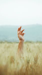 Preview wallpaper hand, field, ears, sky