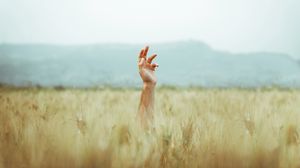 Preview wallpaper hand, field, ears, sky