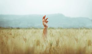 Preview wallpaper hand, field, ears, sky
