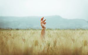 Preview wallpaper hand, field, ears, sky