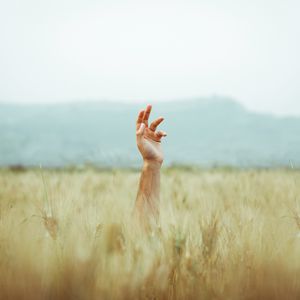 Preview wallpaper hand, field, ears, sky