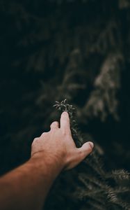 Preview wallpaper hand, finger, branch, touch, plant