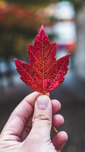 Preview wallpaper hand, fingers, maple leaf