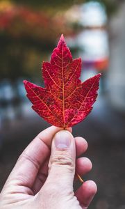 Preview wallpaper hand, fingers, maple leaf