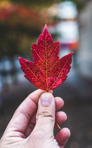 Preview wallpaper hand, fingers, maple leaf