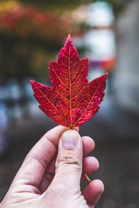 Preview wallpaper hand, fingers, maple leaf