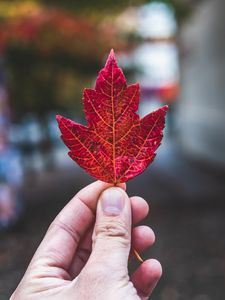 Preview wallpaper hand, fingers, maple leaf