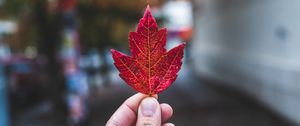 Preview wallpaper hand, fingers, maple leaf