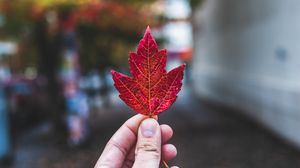 Preview wallpaper hand, fingers, maple leaf