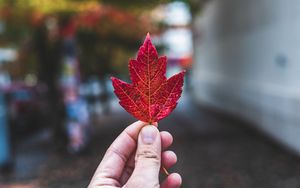 Preview wallpaper hand, fingers, maple leaf