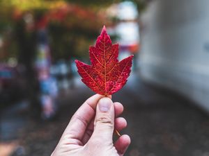 Preview wallpaper hand, fingers, maple leaf