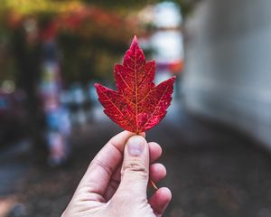 Preview wallpaper hand, fingers, maple leaf