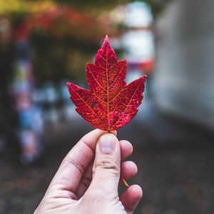 Preview wallpaper hand, fingers, maple leaf