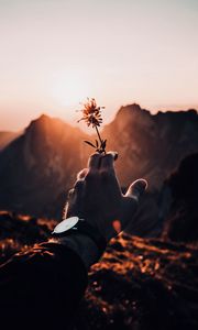 Preview wallpaper hand, flower, sunset, sunlight