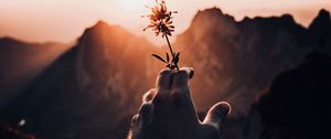 Preview wallpaper hand, flower, sunset, sunlight