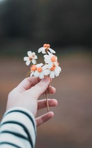Preview wallpaper hand, flowers, field, tenderness, blur