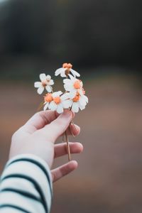 Preview wallpaper hand, flowers, field, tenderness, blur