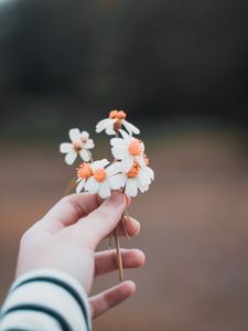 Preview wallpaper hand, flowers, field, tenderness, blur