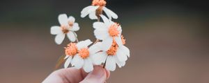 Preview wallpaper hand, flowers, field, tenderness, blur