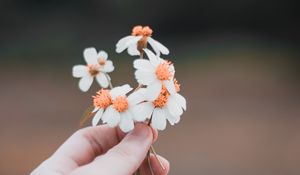 Preview wallpaper hand, flowers, field, tenderness, blur