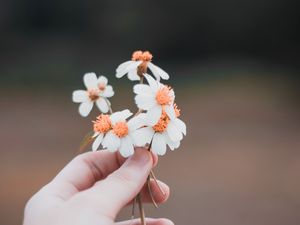 Preview wallpaper hand, flowers, field, tenderness, blur