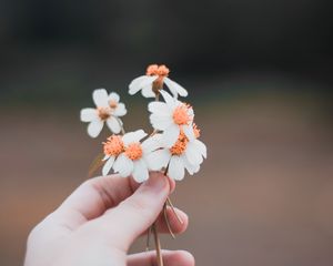 Preview wallpaper hand, flowers, field, tenderness, blur