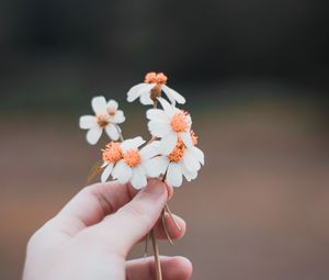 Preview wallpaper hand, flowers, field, tenderness, blur