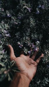 Preview wallpaper hand, flowers, fingers, bush