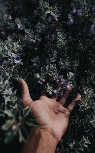 Preview wallpaper hand, flowers, fingers, bush