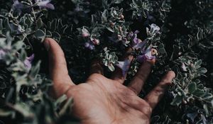 Preview wallpaper hand, flowers, fingers, bush