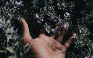 Preview wallpaper hand, flowers, fingers, bush