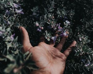 Preview wallpaper hand, flowers, fingers, bush