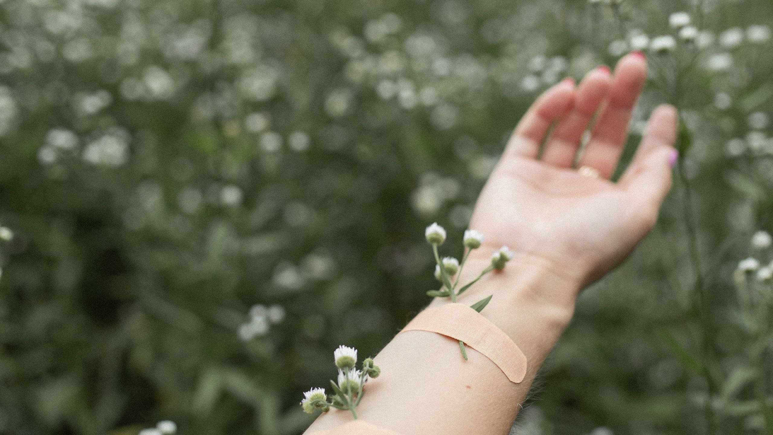 Download wallpaper 2560x1440 hand, flowers, patch, field, daisies