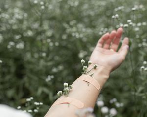 Preview wallpaper hand, flowers, patch, field, daisies
