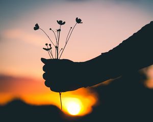 Preview wallpaper hand, flowers, silhouette, sunset