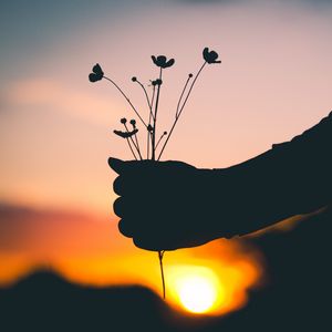 Preview wallpaper hand, flowers, silhouette, sunset