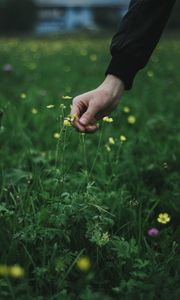 Preview wallpaper hand, grass, touch, flowers