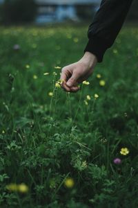 Preview wallpaper hand, grass, touch, flowers