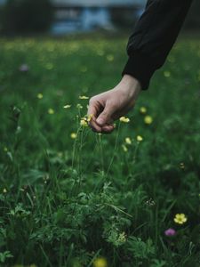 Preview wallpaper hand, grass, touch, flowers