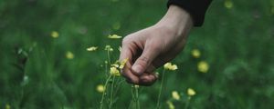 Preview wallpaper hand, grass, touch, flowers